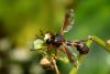 Physocephala vittata